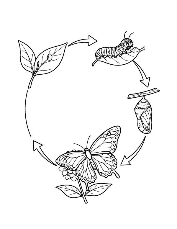 Butterfly Life Cycle coloring page